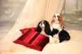 /album/fotogaleria-cavalier-king-charles-spaniel/moji-rodicia-jpg/